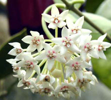 Hoya albiflora