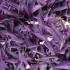 Сеткрезия пурпурная